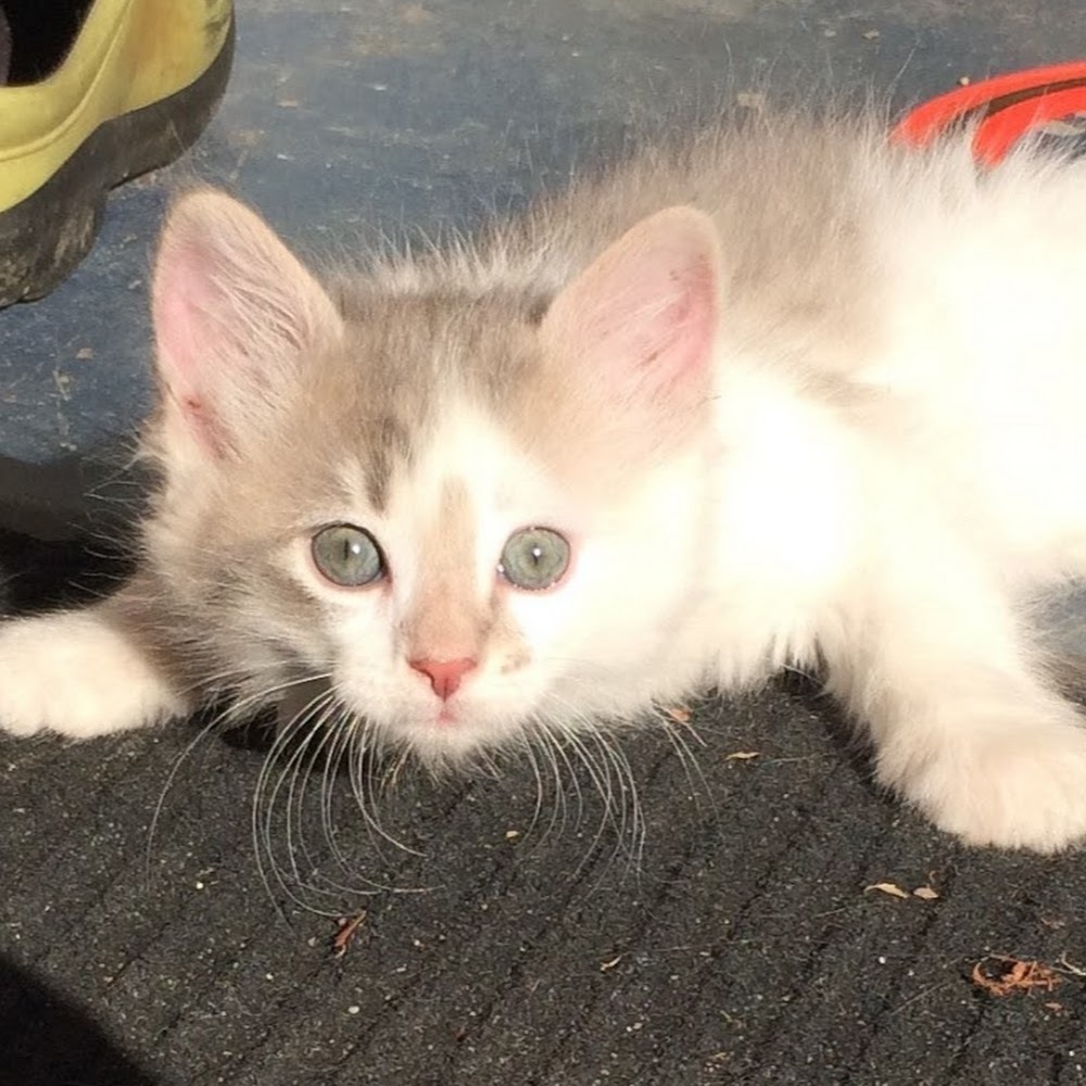 Meet your Posher, Linda